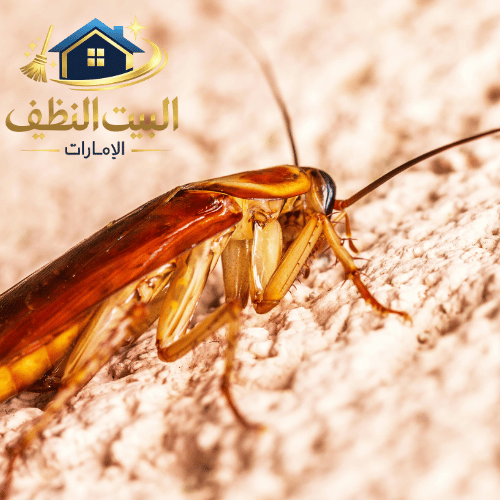 شركة مكافحة الحشرات في الشارقة